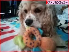 にほんブログ村 犬ブログ アメリカンコッカースパニエルへ