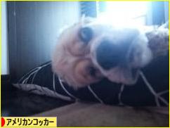 にほんブログ村 犬ブログ アメリカンコッカースパニエルへ