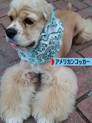にほんブログ村 犬ブログ アメリカンコッカースパニエルへ