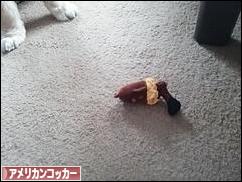 にほんブログ村 犬ブログ アメリカンコッカースパニエルへ