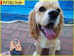 にほんブログ村 犬ブログ アメリカンコッカースパニエルへ