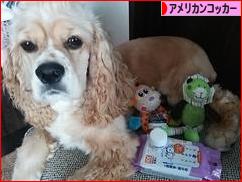 にほんブログ村 犬ブログ アメリカンコッカースパニエルへ