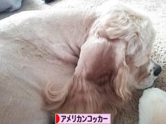 にほんブログ村 犬ブログ アメリカンコッカースパニエルへ
