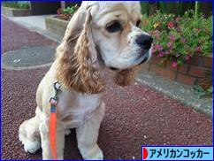 にほんブログ村 犬ブログ アメリカンコッカースパニエルへ