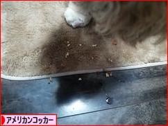 にほんブログ村 犬ブログ アメリカンコッカースパニエルへ