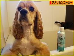 にほんブログ村 犬ブログ アメリカンコッカースパニエルへ