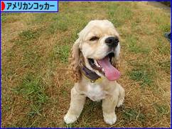 にほんブログ村 犬ブログ アメリカンコッカースパニエルへ