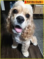 にほんブログ村 犬ブログ アメリカンコッカースパニエルへ