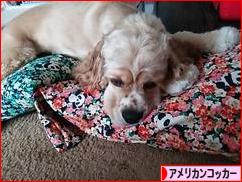 にほんブログ村 犬ブログ アメリカンコッカースパニエルへ