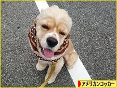 にほんブログ村 犬ブログ アメリカンコッカースパニエルへ
