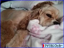 にほんブログ村 犬ブログ アメリカンコッカースパニエルへ