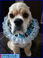 にほんブログ村 犬ブログ アメリカンコッカースパニエルへ