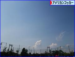 にほんブログ村 犬ブログ アメリカンコッカースパニエルへ