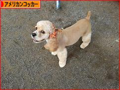 にほんブログ村 犬ブログ アメリカンコッカースパニエルへ