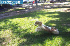 にほんブログ村 犬ブログ アメリカンコッカースパニエルへ