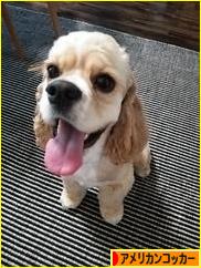 にほんブログ村 犬ブログ アメリカンコッカースパニエルへ