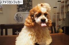 にほんブログ村 犬ブログ アメリカンコッカースパニエルへ