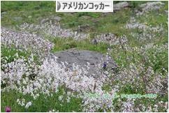 にほんブログ村 犬ブログ アメリカンコッカースパニエルへ