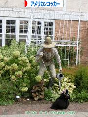 にほんブログ村 犬ブログ アメリカンコッカースパニエルへ