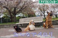 にほんブログ村 犬ブログ アメリカンコッカースパニエルへ