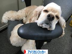にほんブログ村 犬ブログ アメリカンコッカースパニエルへ