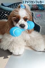 にほんブログ村 犬ブログ アメリカンコッカースパニエルへ