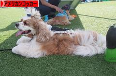にほんブログ村 犬ブログ アメリカンコッカースパニエルへ