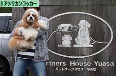 にほんブログ村 犬ブログ アメリカンコッカースパニエルへ