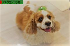 にほんブログ村 犬ブログ アメリカンコッカースパニエルへ