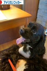 にほんブログ村 犬ブログ アメリカンコッカースパニエルへ