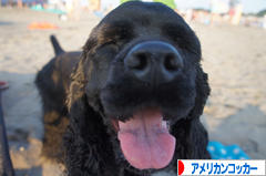 にほんブログ村 犬ブログ アメリカンコッカースパニエルへ