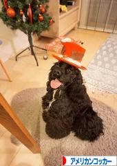 にほんブログ村 犬ブログ アメリカンコッカースパニエルへ
