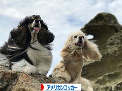 にほんブログ村 犬ブログ アメリカンコッカースパニエルへ