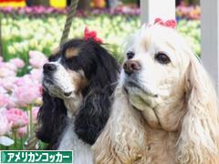 にほんブログ村 犬ブログ アメリカンコッカースパニエルへ