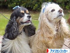 にほんブログ村 犬ブログ アメリカンコッカースパニエルへ