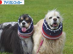にほんブログ村 犬ブログ アメリカンコッカースパニエルへ