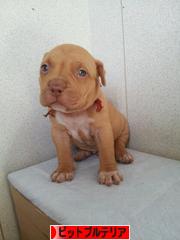 にほんブログ村 犬ブログ アメリカンピットブルテリアへ