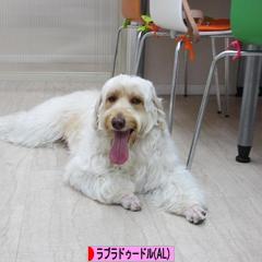 にほんブログ村 犬ブログ オーストラリアンラブラドゥードルへ