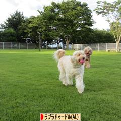 にほんブログ村 犬ブログ オーストラリアンラブラドゥードルへ