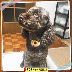 にほんブログ村 犬ブログ オーストラリアンラブラドゥードルへ