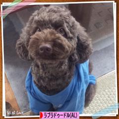 にほんブログ村 犬ブログ オーストラリアンラブラドゥードルへ