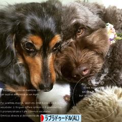 にほんブログ村 犬ブログ オーストラリアンラブラドゥードルへ