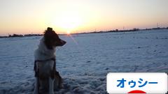 にほんブログ村 犬ブログ オーストラリアンシェパードへ