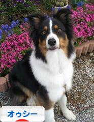 にほんブログ村 犬ブログ オーストラリアンシェパードへ