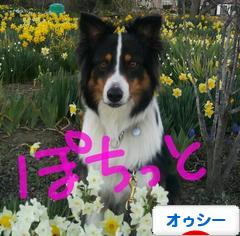 にほんブログ村 犬ブログ オーストラリアンシェパードへ