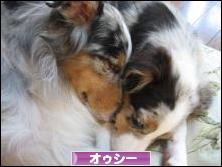 にほんブログ村 犬ブログ オーストラリアンシェパードへ