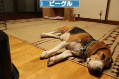 にほんブログ村 犬ブログ ビーグルへ