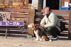 にほんブログ村 犬ブログ ビーグルへ