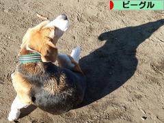 にほんブログ村 犬ブログ ビーグルへ