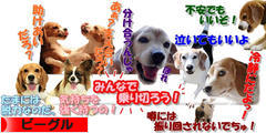にほんブログ村 犬ブログ ビーグルへ